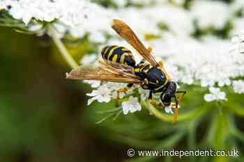 The reason for the lack of wasps this summer