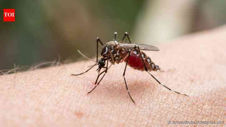 Human blood is becoming a preferred choice for mosquitoes, and scientists think Brazil’s disappearing forests may be the reason