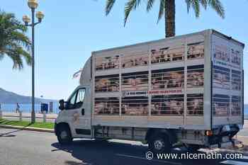 « L’Enfer mobile » : pourquoi vous avez peut-être entendu des cris de cochons agonisants à Nice