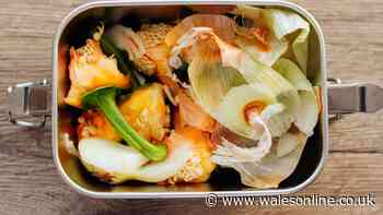 Stop maggots taking over food waste bin by following binman's four steps