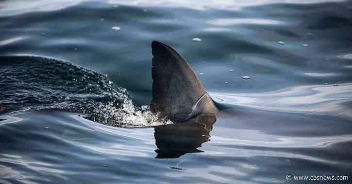 Georgia man attacked by shark off popular Florida beach while helping pregnant fiancée escape injury