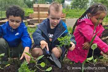 Lasalle Elementary students’ seedlings growing in Twin Forks Park community garden