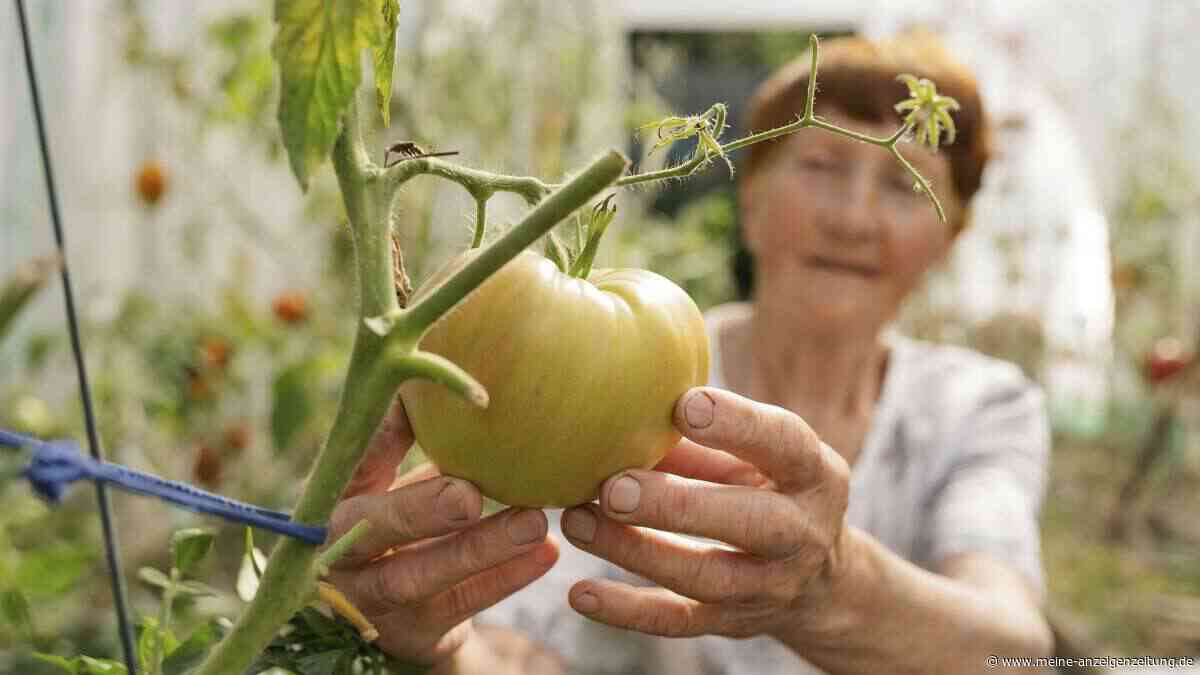 Schädlinge, Dünger, guter Boden: 11 Garten-Tricks, die Oma schon wusste und die für prächtige Pflanzen sorgen