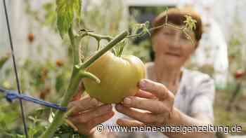 Schädlinge, Dünger, guter Boden: 11 Garten-Tricks, die Oma schon wusste und die für prächtige Pflanzen sorgen
