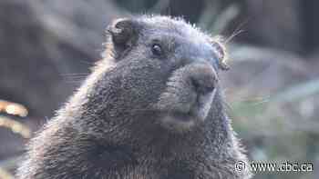 Marmots on OnlyFans: Researchers turn to the internet for funding