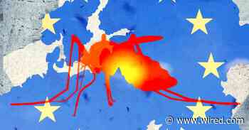 Tropical Diseases Like Dengue Fever and Chikungunya Are on the Rise in Europe