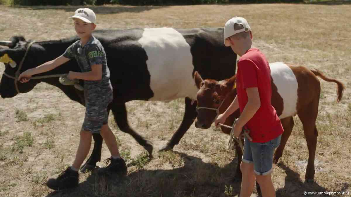 Thijs en Ries laten niet de hond maar boer Andy's koeien uit: 'Geeft rust'