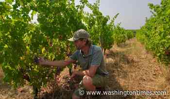 Wildfires near Bordeaux bring more troubles to France's wine industry