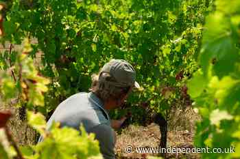 Wildfires near France’s Bordeaux spark fears of ‘economic apocalypse’ for wineries