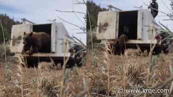 Mother bear and cub captured in Albuquerque, released into wild