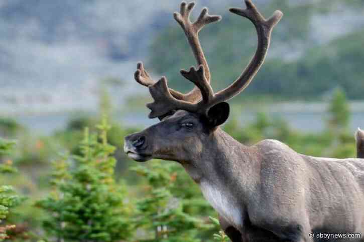 Canada must act to save caribou from local extinction: Syilx Okanagan Nation