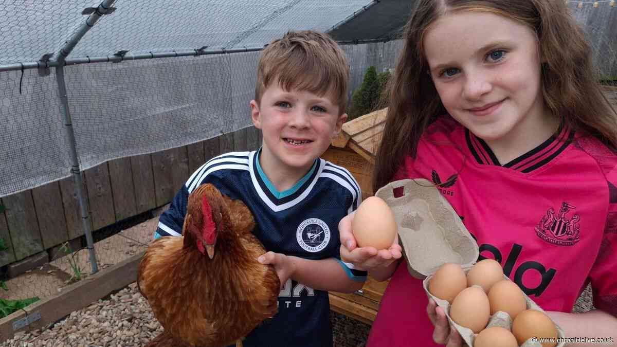 'It’s very exciting' - Family's surprise as chicken lays 'huge' egg at Ponteland farm