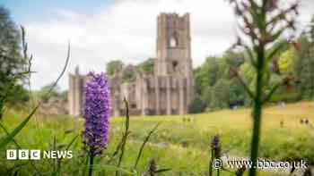 170 Years Later: Flowers return after lawn abandoned for film shoot