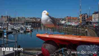 Gull-proof bins installed in coastal communities