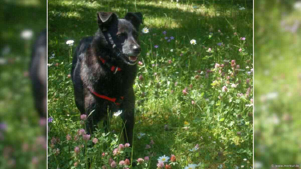 „Wunderbarer Hund, wie man ihm selten begegnet“: Tierheim sucht Zuhause für Sammy Deluxe