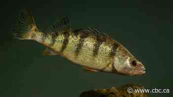 What’s behind Lake Erie’s steep yellow perch decline?