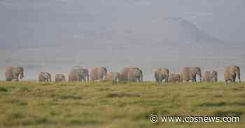 Elephants that died in Kenya likely poisoned by cyanide-tainted tomatoes