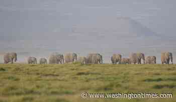 Kenya says 15 elephants died of cyanide poisoning after eating tomatoes from nearby farms