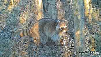 Quebec confirms 1st raccoon rabies case in stray cat