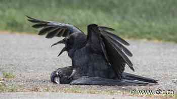 Dead crow tests positive for West Nile virus in Windsor-Essex, health unit says