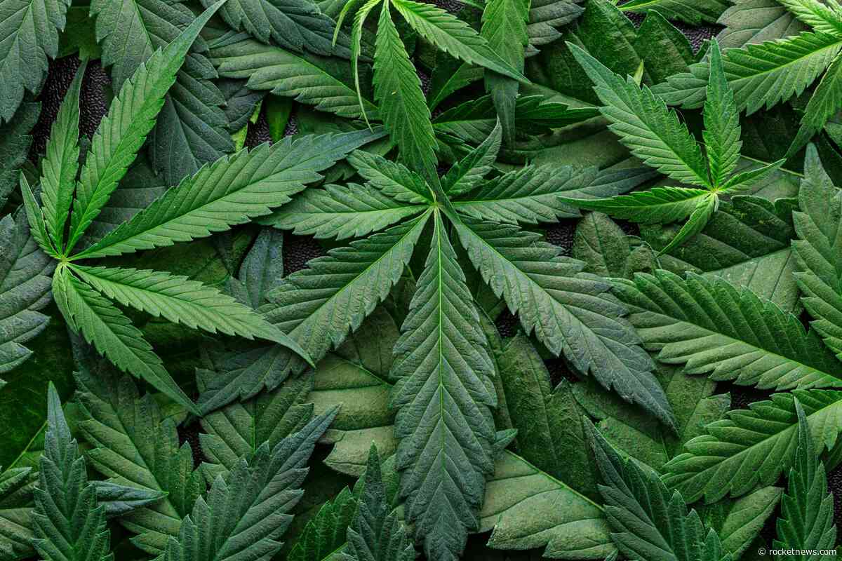 Major cannabis company closes 2 facilities, cuts 211 jobs