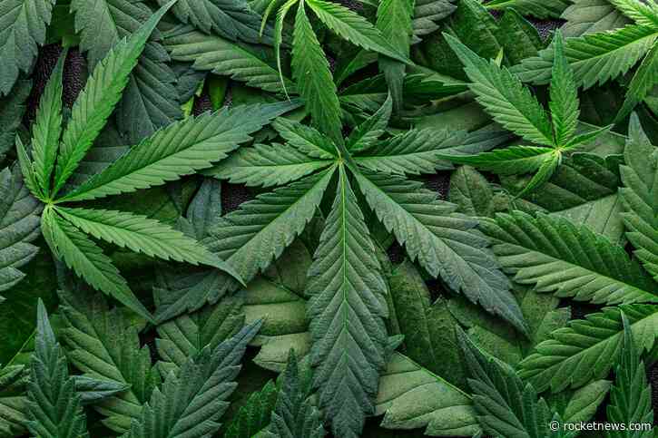 Major cannabis company closes 2 facilities, cuts 211 jobs
