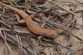 Paxton lawsuit prompts end of federal endangered species protection for Texas lizard