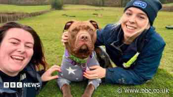 New home for stabbed dog left tied to lamppost