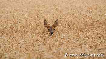 Oh DEER! Doe is spotted with her fawn in a field of wheat