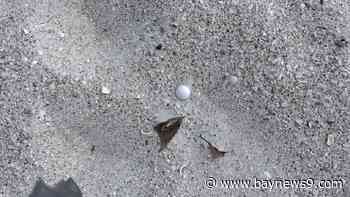 St. Pete Beach hotel owner, bar owner, accused of dumping toxic mothballs on beach