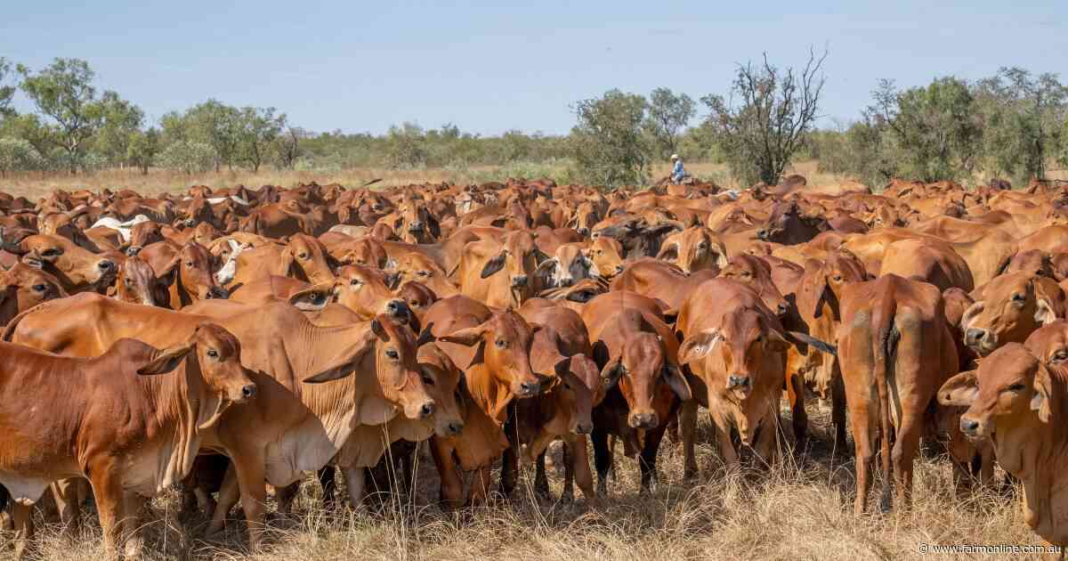 Processors get selective as winter conditions reshape our cattle market