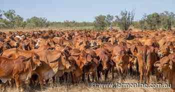 Processors get selective as winter conditions reshape our cattle market