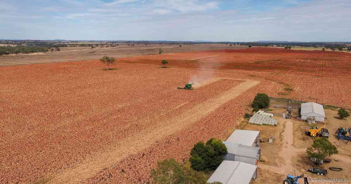Cropping, livestock enterprise with self-mulching black soils | Video