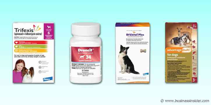The best dewormers for dogs, with advice from veterinarians