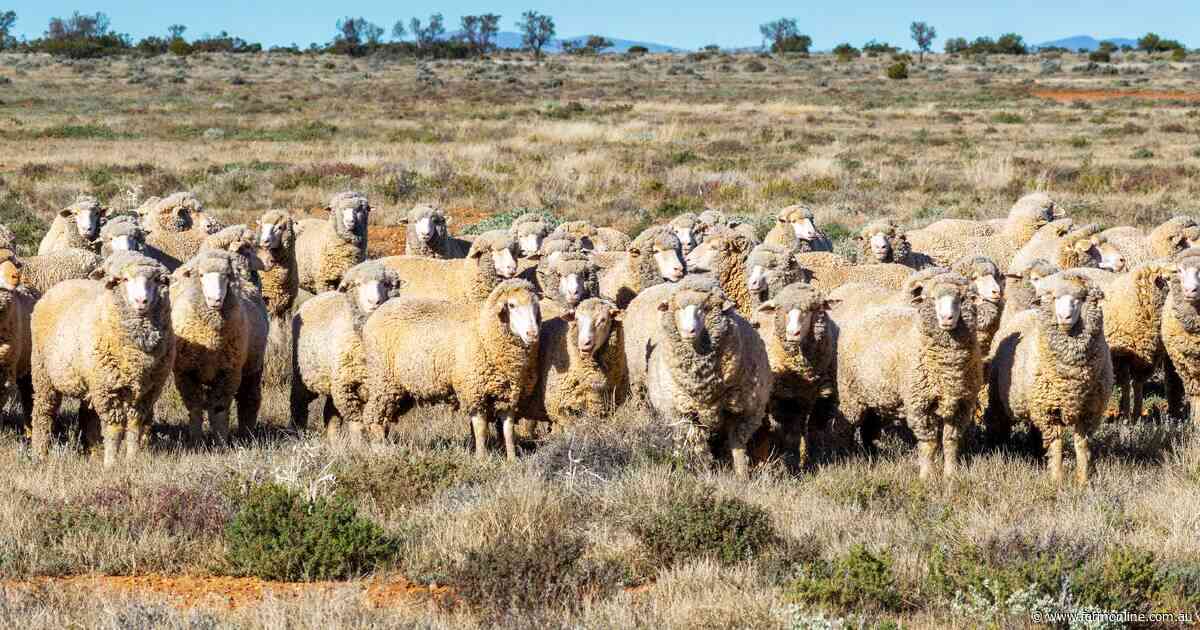 Dare to dream | Rare lease opportunity for 88,500ha outback SA sheep stations
