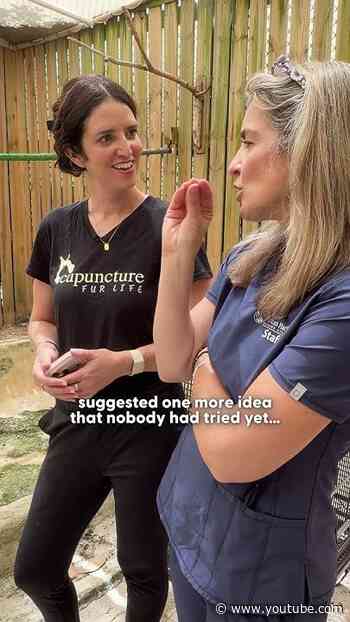 Orphaned Owl Defies The Odds To Return To The Wild | The Dodo