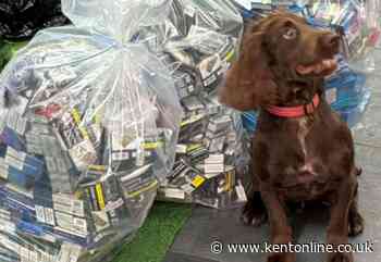 Bodycam footage shows dogs sniffing out £25k worth of illegal tobacco