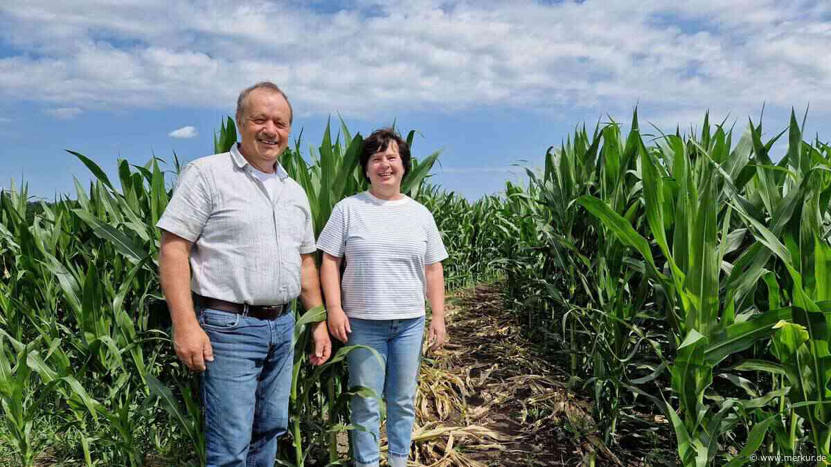 Riesiges Maisfeldlabyrinth mit 1,8 Kilometern Wegen öffnet