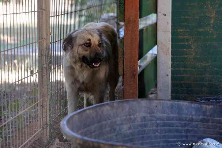 « Sans le feu, on ne les aurait pas découverts » : un élan de solidarité pour une trentaine de chiens sauvés lors de l’incendie de Pontevès