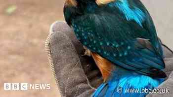 Watch rare moment kingfisher perches on ranger's hand
