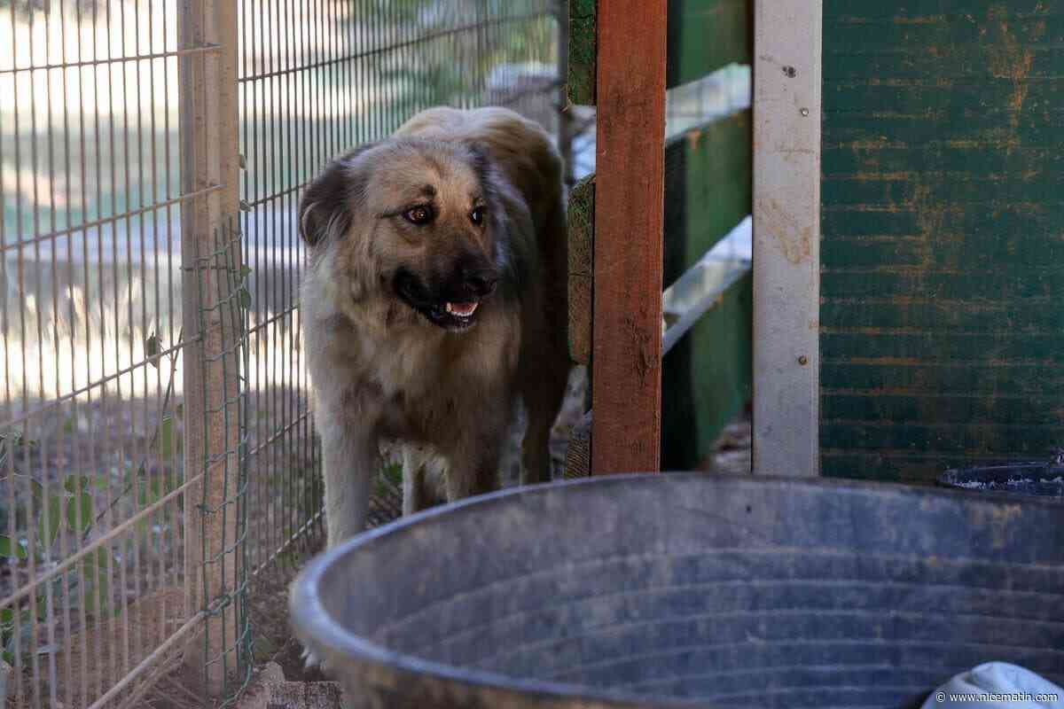 « Sans le feu, on ne les aurait pas découverts » : un élan de solidarité pour une trentaine de chiens sauvés lors de l’incendie de Pontevès dans le Var