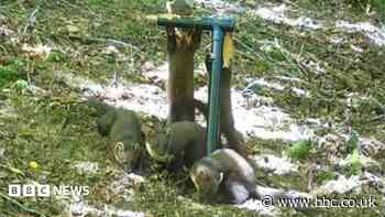 Birth of pine marten kits 'a fantastic sign'