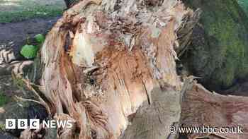 Can a heatwave cause trees to fall?