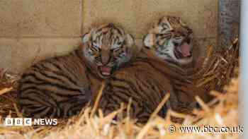 Endangered tiger cubs born at Longleat Safari Park