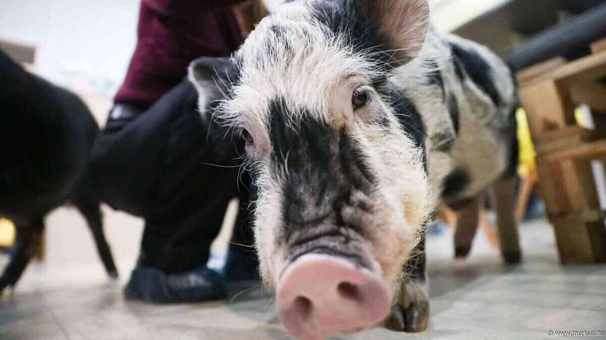 Weil es den Kindern das Essen klaut: Mini-Schwein wird vom Familien-Grillfest verbannt