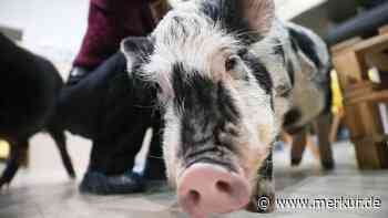 Weil es den Kindern das Essen klaut: Mini-Schwein wird vom Familien-Grillfest verbannt