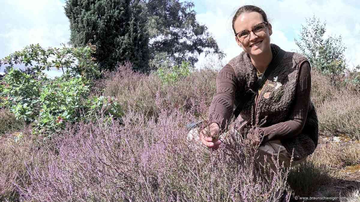 Gifhorner Heideführerin Gitta: Die Heide im Heiligen Hain blüht schon auf