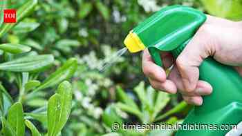 Make your own natural garden pest spray: 5 DIY recipes and the plants you should never spray them on