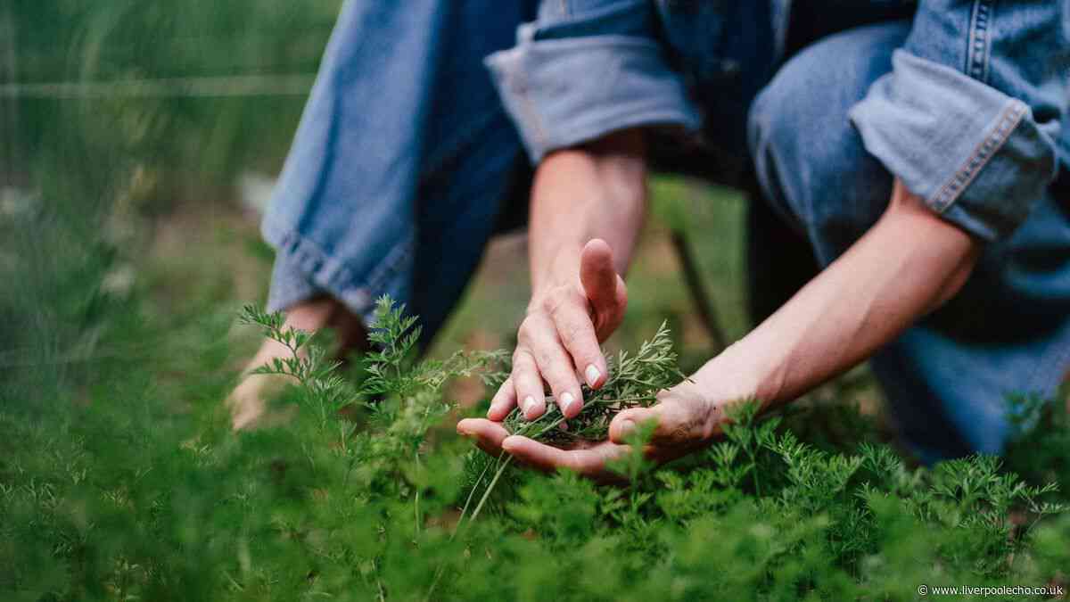 Six fast-growing plants to sow now for 'tasty' autumn harvest