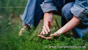 Six fast-growing plants to sow now for 'tasty' autumn harvest